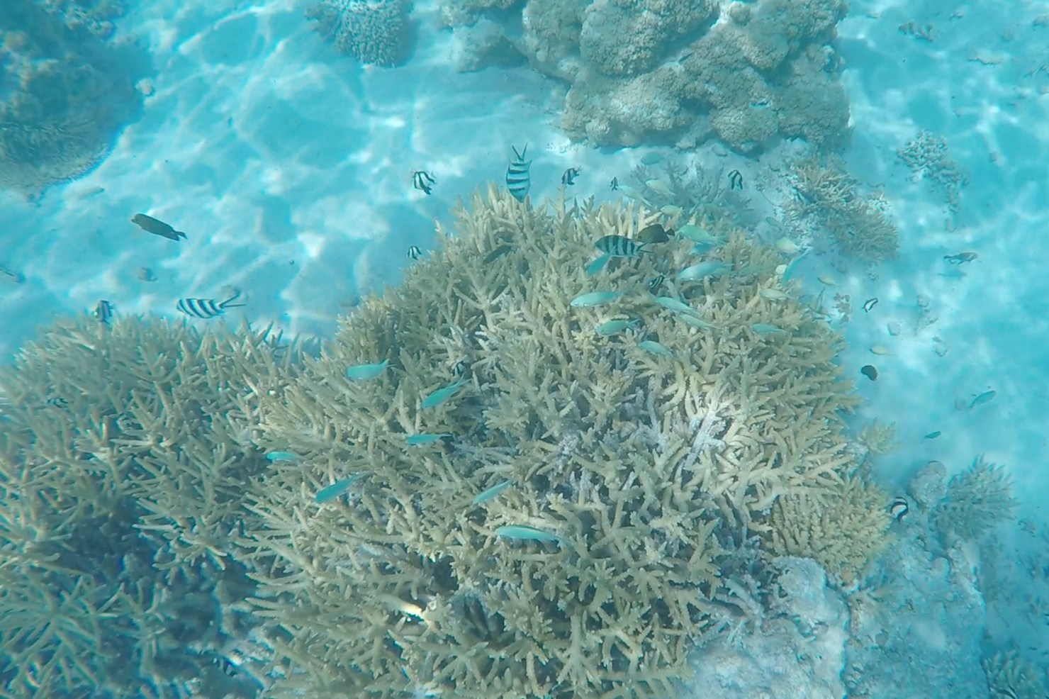 piscine naturelle ile des pins