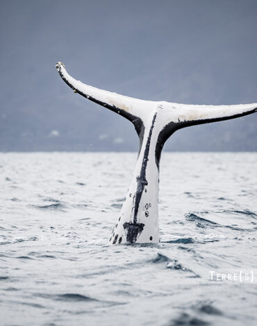 terres de lumiere baleine nouvelle caledonie charter