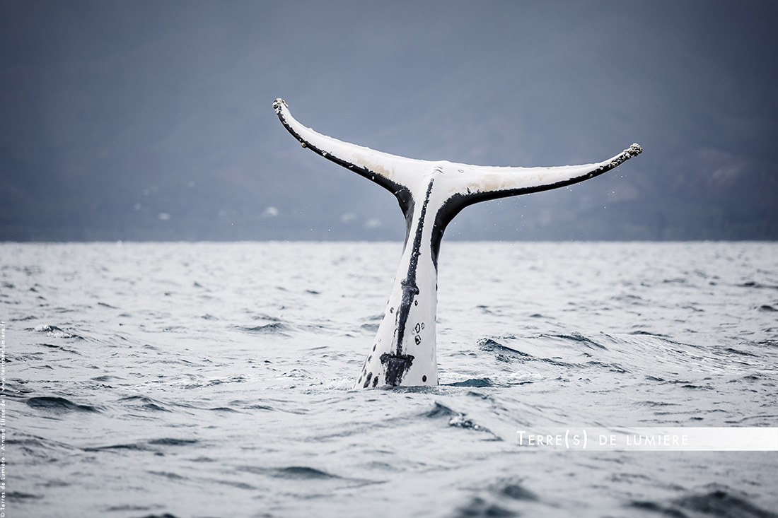 terres de lumiere baleine nouvelle caledonie charter