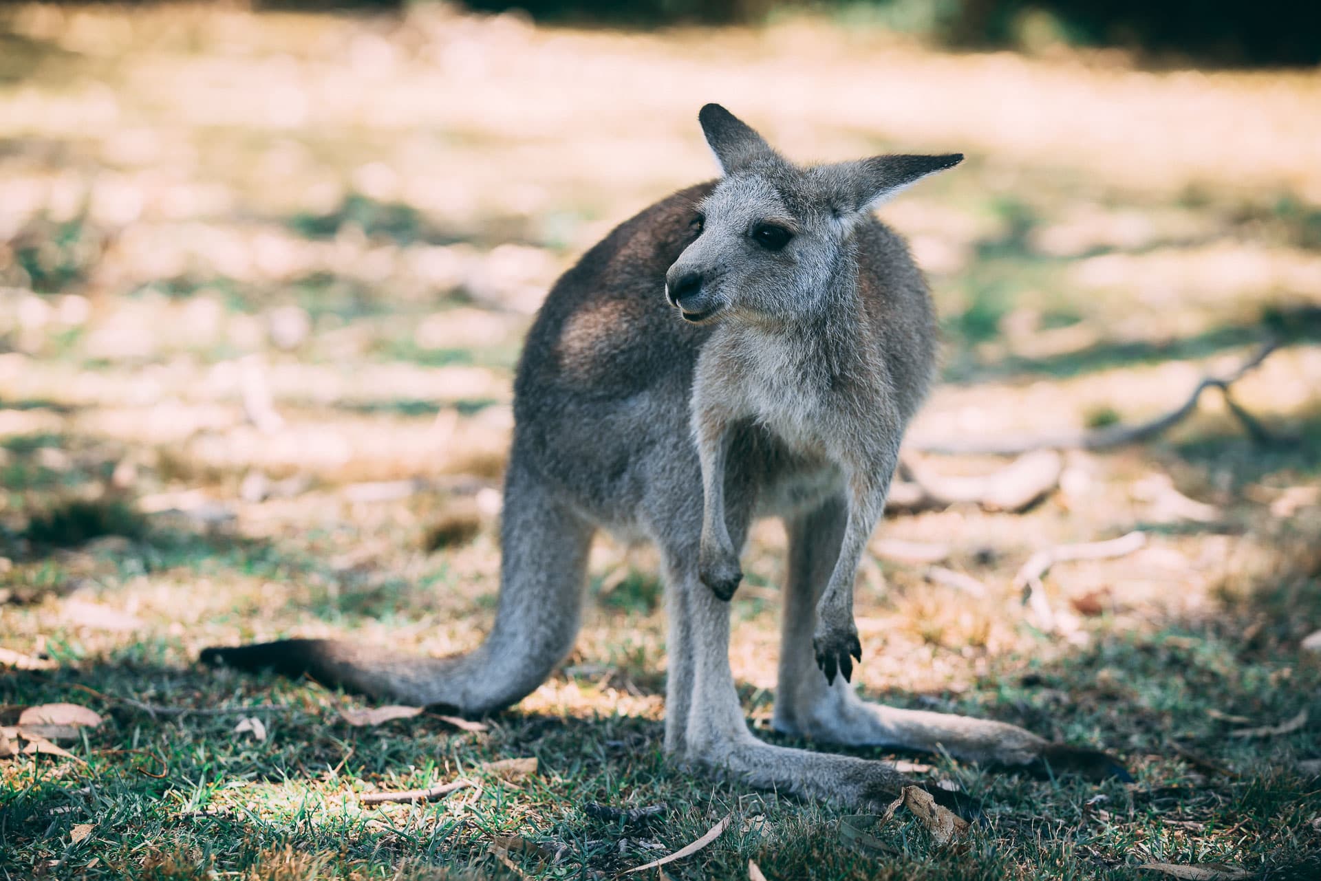 kangourous morisset park