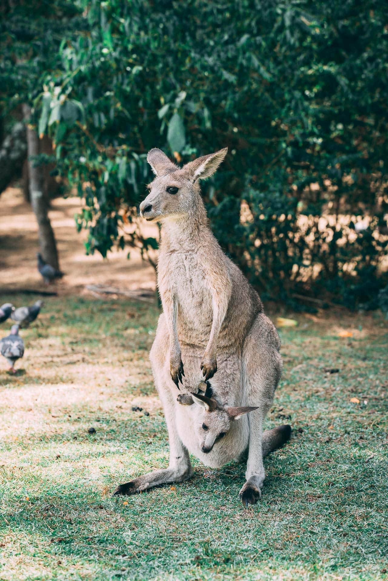 kangourous morisset park