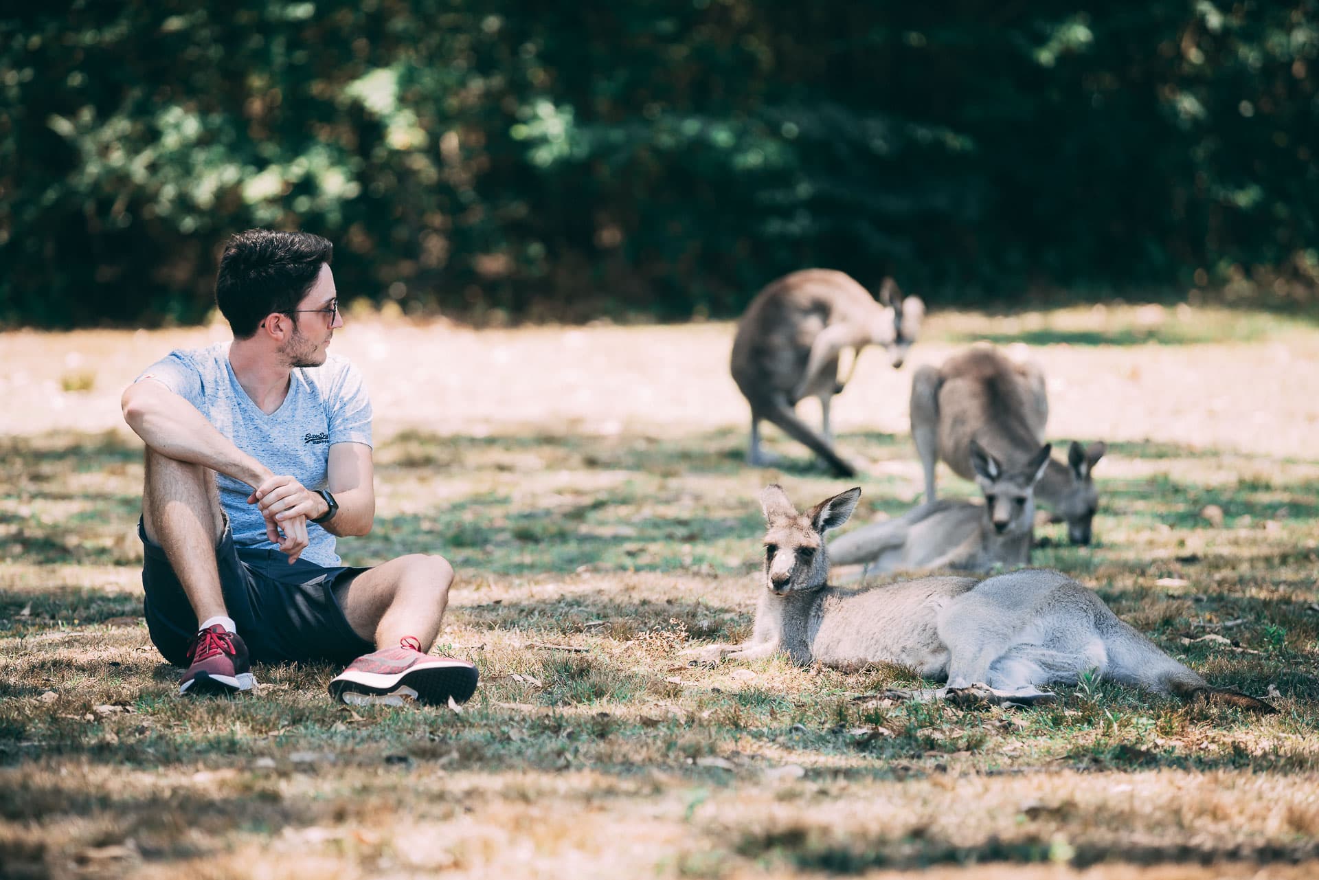 morisset park sydney kangourous