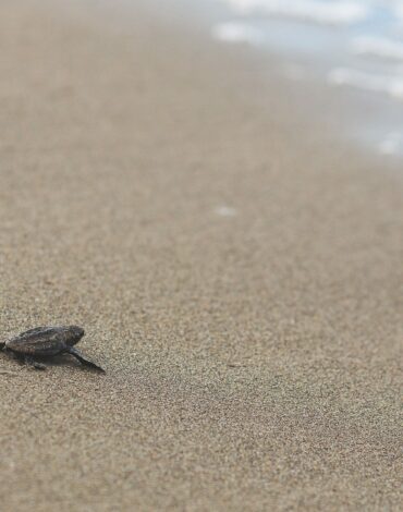 turtle watching nouvelle caledonie ponte emergence bébé tortue