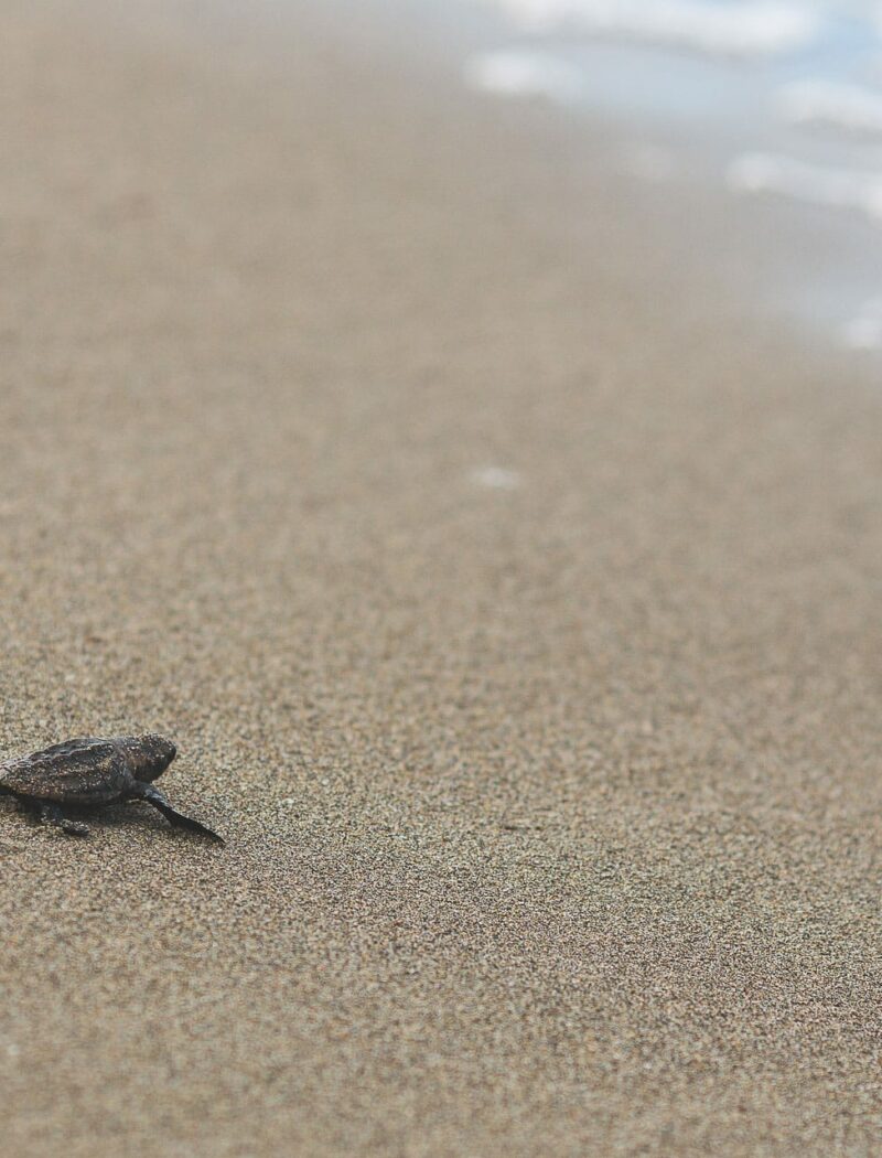 turtle watching nouvelle caledonie ponte emergence bébé tortue