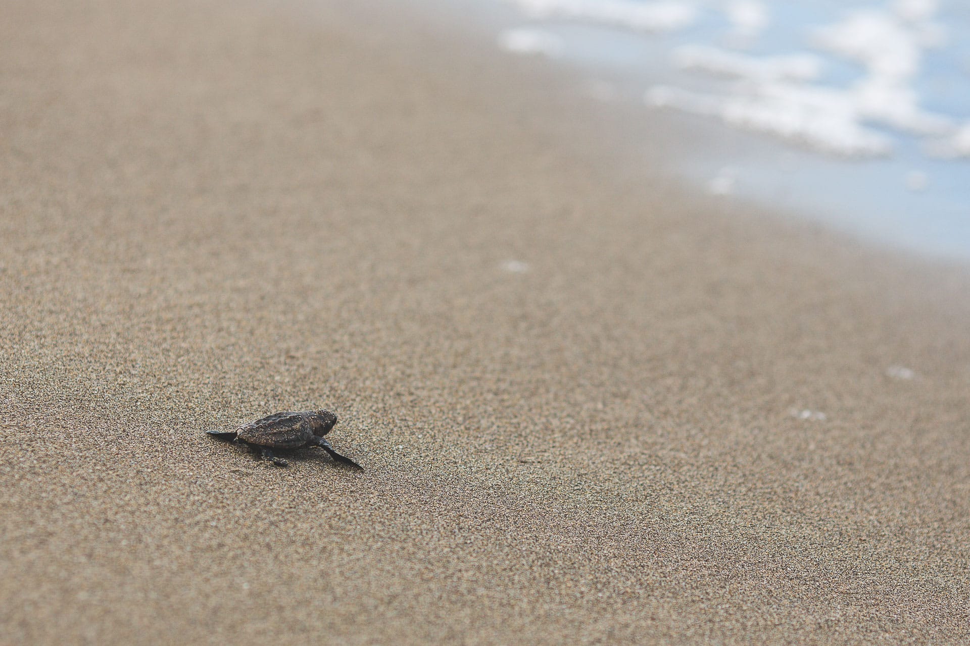 turtle watching nouvelle caledonie ponte emergence bébé tortue